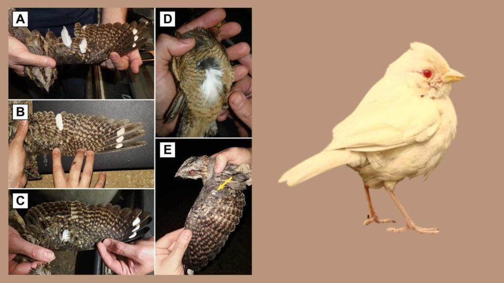 A scientific composition showing an Albino bird on the right and multiple close-up photos of bird wings being examined on the left.