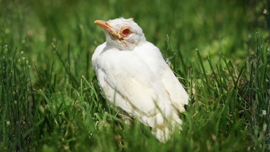 A leucistic juvenile bird with white plumage, yellow-tinged head, and reddish-orange eyes stands in lush green grass under soft daylight.