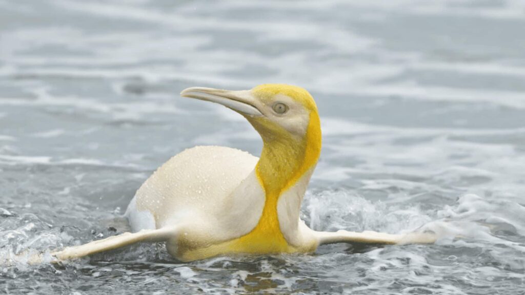 A rare Golden Penguin, a leucistic king penguin with creamy white and yellow plumage, swims in the ocean with wings outstretched and water rippling around it.