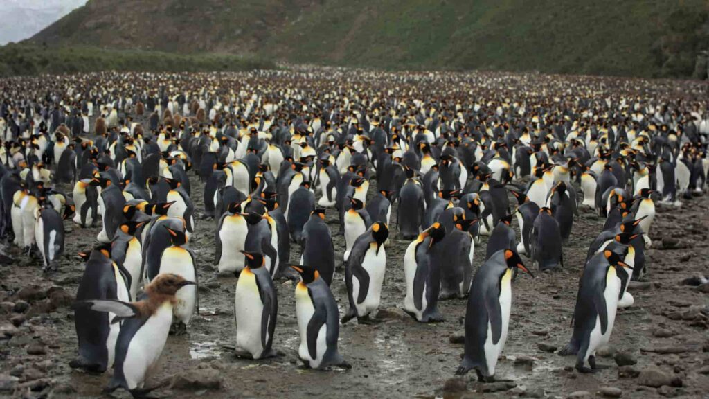 A dense King Penguin colony standing on muddy, rocky terrain under an overcast sky, showing black, white, and yellow plumage in a natural coastal habitat.