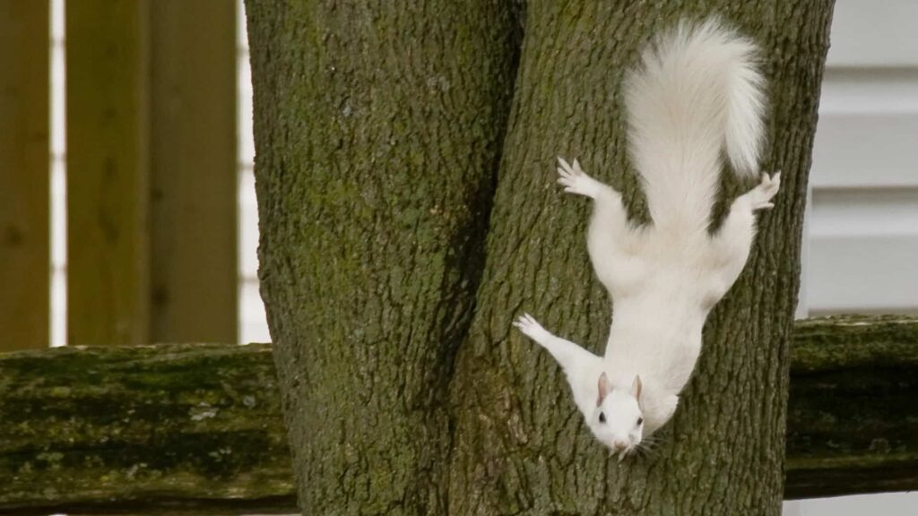 A white squirrel clings upside down to a tree trunk, its pure white fur contrasting against the rough brown bark in a natural outdoor setting.