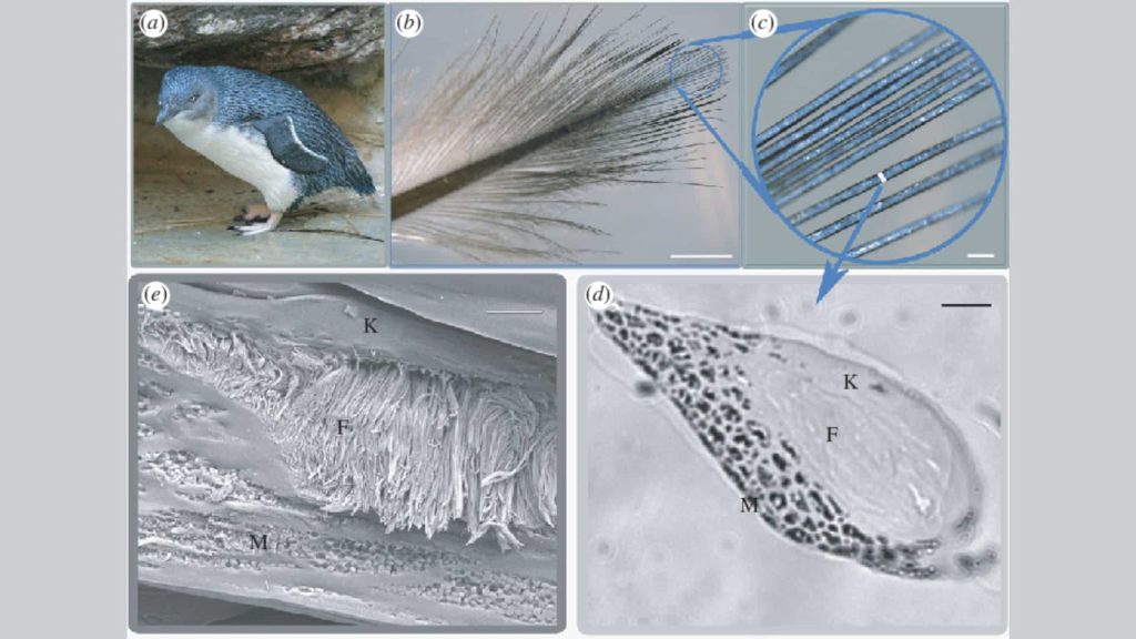 Composite image showing a penguin on a rock, close-up of its feather, and multiple microscopic views of feather structures labeled with K, F, and M, illustrating layered cellular and fiber organization.