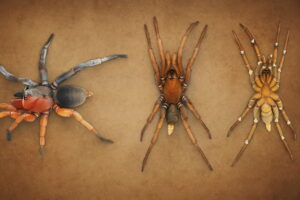 Three spiders displayed on a textured brown background showing dorsal views for comparison, highlighting the dual-sex spider with both male and female traits alongside normal spiders.