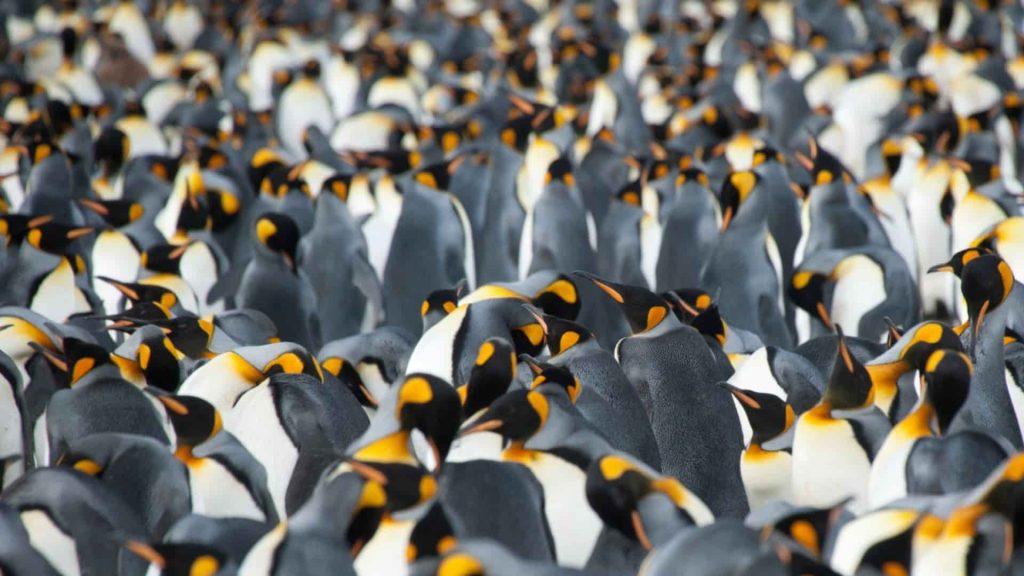 Dense colony of King Penguins seen from above, showing black, white, yellow, and orange plumage; birds closely packed with overlapping bodies under soft, even light.