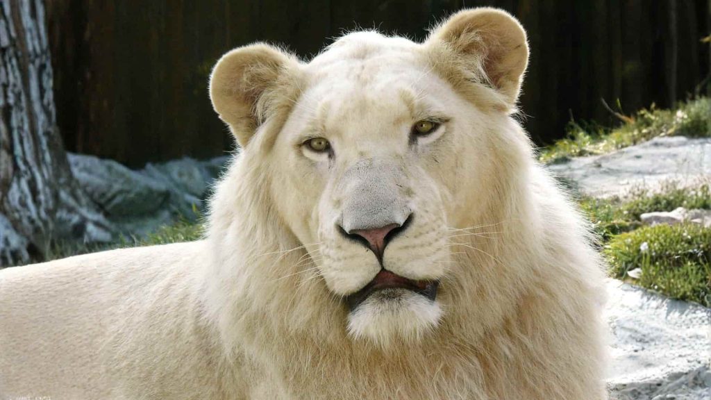 Close-up of a white lion facing forward with creamy white fur, light amber eyes, and a soft pink nose, lying down in a natural outdoor setting with softly blurred rocks, grass, and trees in the background.