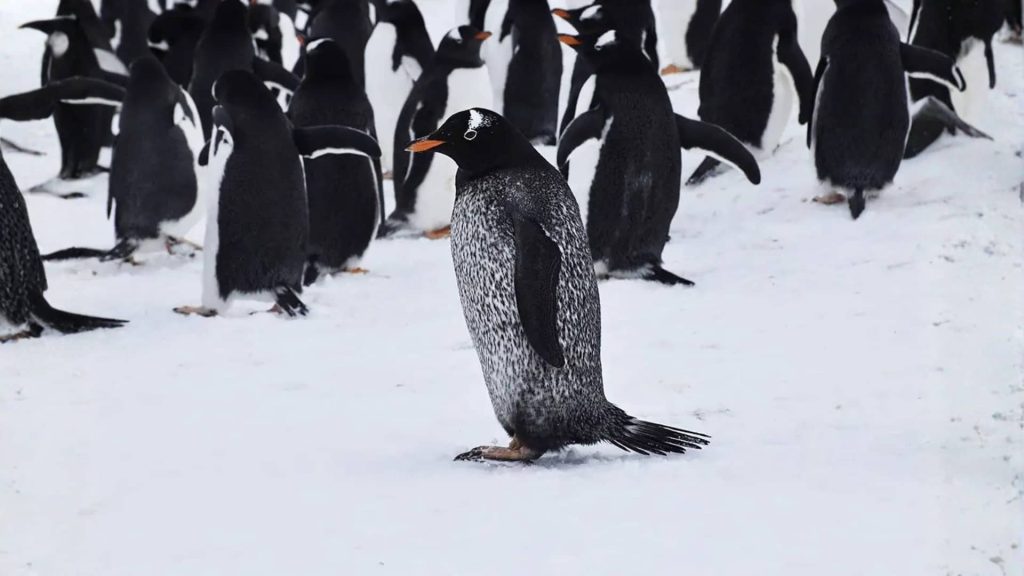 Group of Gentoo penguins standing on snowy ground under diffused light, with one speckled black-and-white penguin slightly left of center facing right; others form a colony in the background.