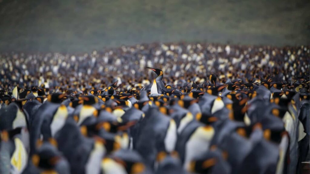 A vast colony of King Penguins fills the frame, with one Golden Penguin standing slightly elevated at the center, facing forward in a cold coastal environment.