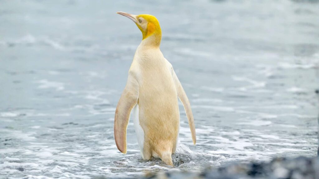 A leucistic Golden Penguin stands at the ocean’s edge, partially submerged in cold grey water, turning its head upward under soft, diffused light.