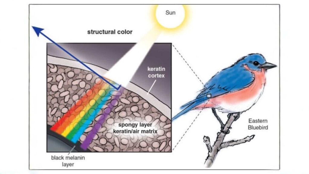 A scientific illustration showing the structural color of an Eastern Bluebird, with a feather cross-section and a bluebird perched on a branch under sunlight.