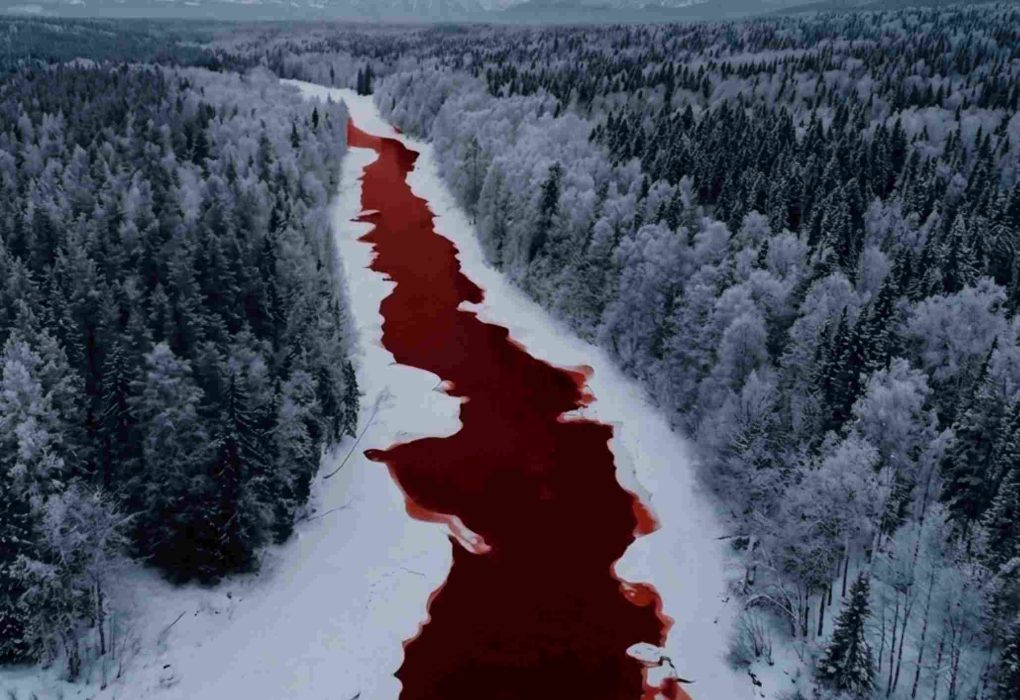 Aerial view of the blood river in Russia showing a crimson-stained river winding through a snow-covered coniferous forest in Siberia during winter
