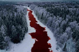 Aerial view of the blood river in Russia showing a crimson-stained river winding through a snow-covered coniferous forest in Siberia during winter