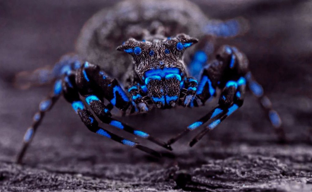 Glowing Blue Spider with electric blue fluorescent markings under ultraviolet light on a dark textured surface in a macro close-up photograph.