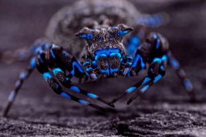 Glowing Blue Spider with electric blue fluorescent markings under ultraviolet light on a dark textured surface in a macro close-up photograph.