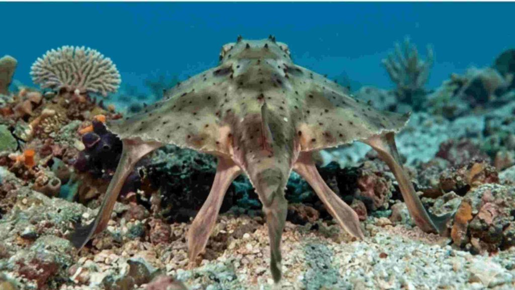 Rear view of red-lipped batfish with mottled sandy beige and olive green dorsal surface standing on four leg-like fins on coral fragment seabed in shallow clear ocean water