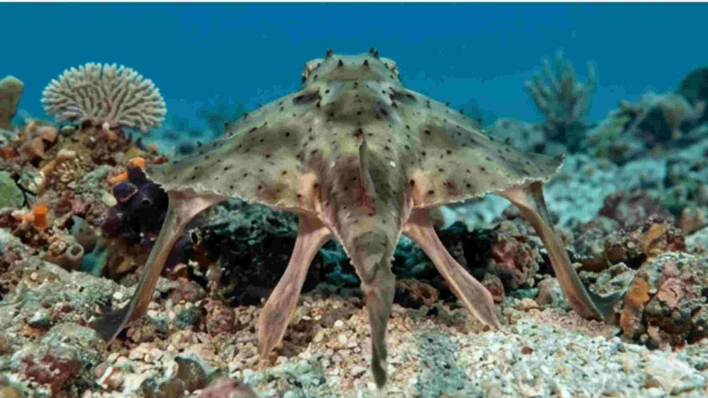 Red-Lipped Batfish Facts: Rear View of a Red-Lipped Batfish on the Coral Seabed Red-Lipped Batfish Facts: Rear view of a red-lipped batfish standing on its leg-like fins across a coral-strewn seabed in the shallow waters of the Galápagos Islands.