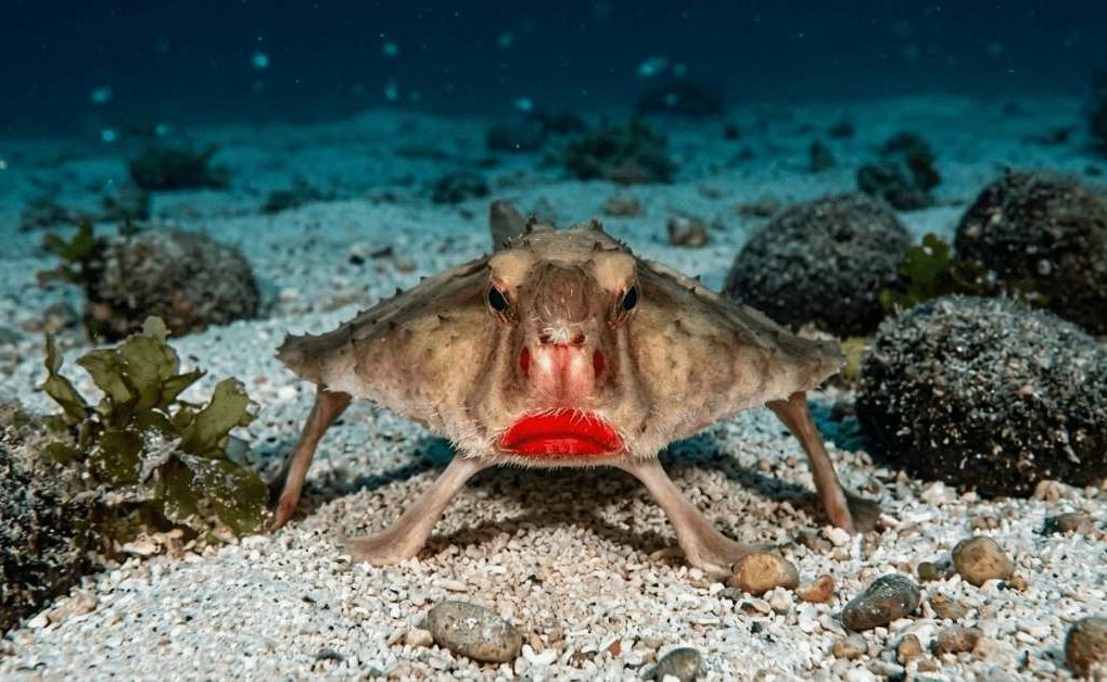 Red-lipped batfish standing upright on sandy ocean floor, facing camera, showing bright red lips and fin-like walking appendages, Galapagos Islands deep sea