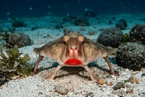Red-lipped batfish standing upright on sandy ocean floor, facing camera, showing bright red lips and fin-like walking appendages, Galapagos Islands deep sea
