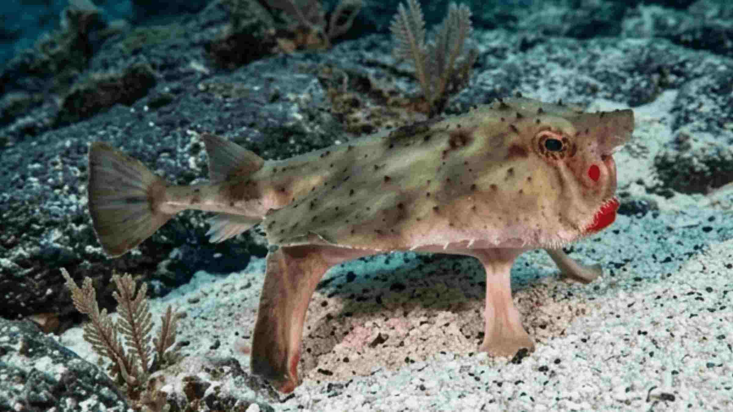 Red-Lipped Batfish Facts: A Close Look at the Fish Walking Across the Seafloor Red-Lipped Batfish Facts: A red-lipped batfish resting on the sandy seafloor of the Galápagos Islands, showing its bright red lips and sturdy fins used for walking.