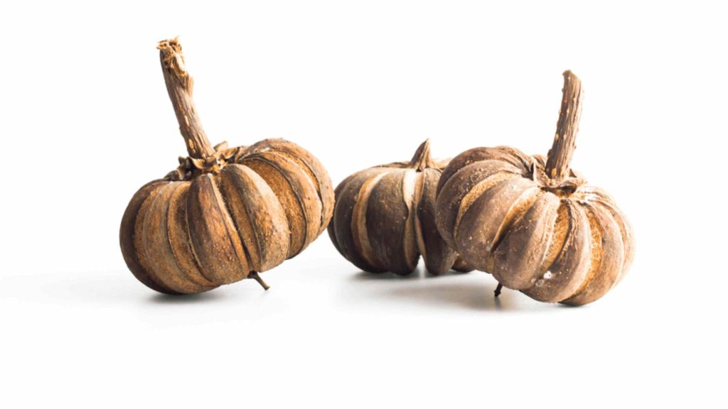 Three dried seed pods from the exploding tree showing their ridged, segmented woody shell