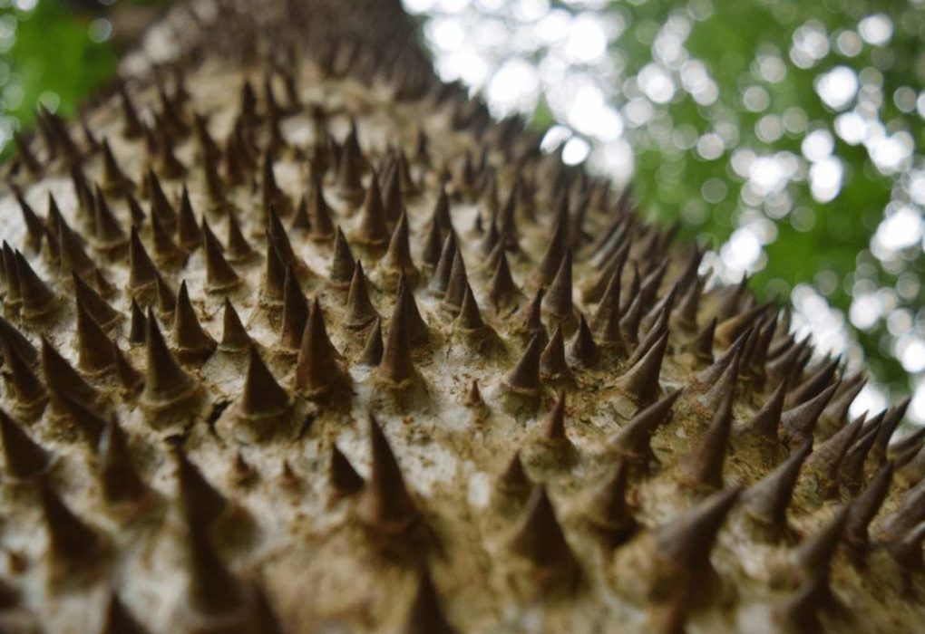 Close-up of the exploding tree's spiked trunk covered in sharp conical thorns