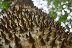 Close-up of the exploding tree's spiked trunk covered in sharp conical thorns