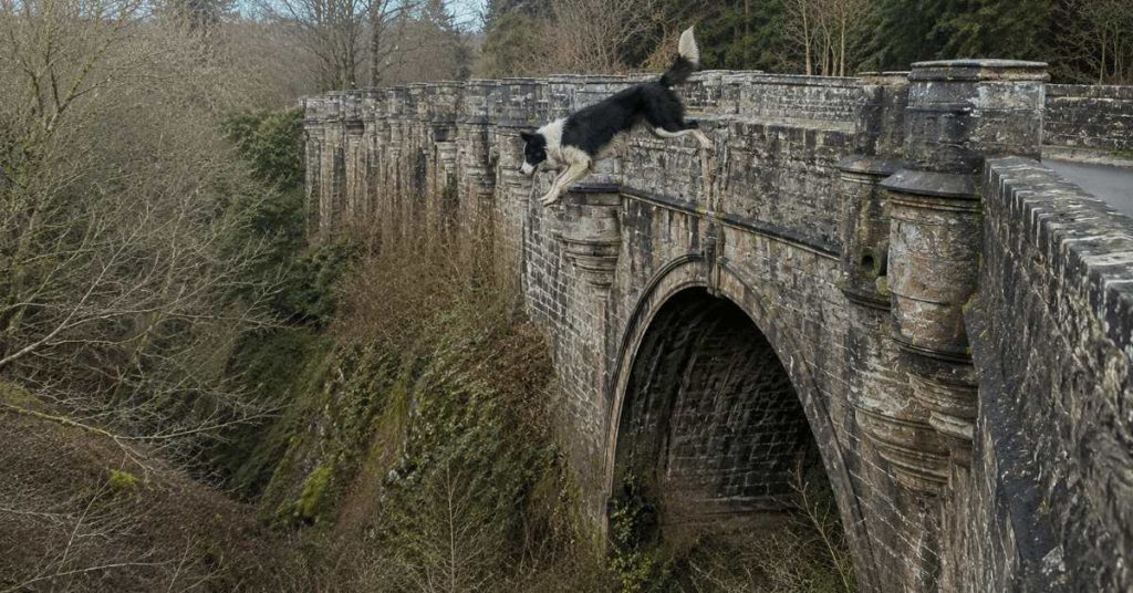 Illustration for why do dogs jump off Overtoun Bridge — composite image of a border collie leaping from the parapet