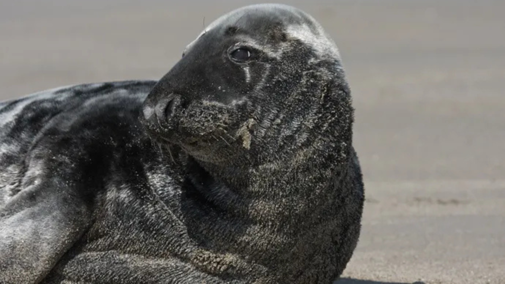 How Did Life Reach Surtsey Island? Gray Seal on Surtsey How did life reach Surtsey Island? Gray seal resting on the shores of Surtsey Island, Iceland