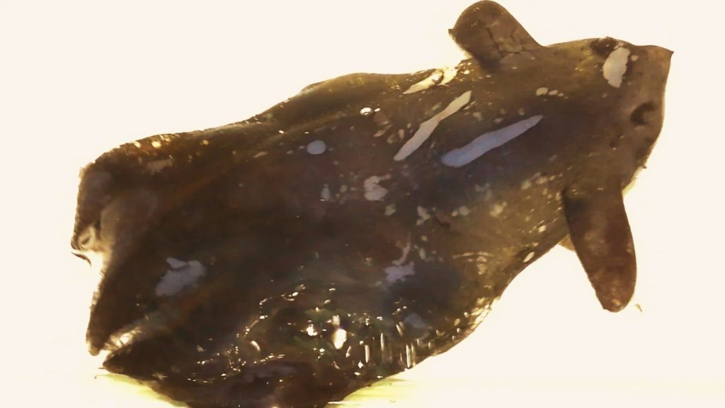 Preserved specimen of Vampyroteuthis pseudoinfernalis, a proposed vampire squid species later reclassified as Vampyroteuthis infernalis.