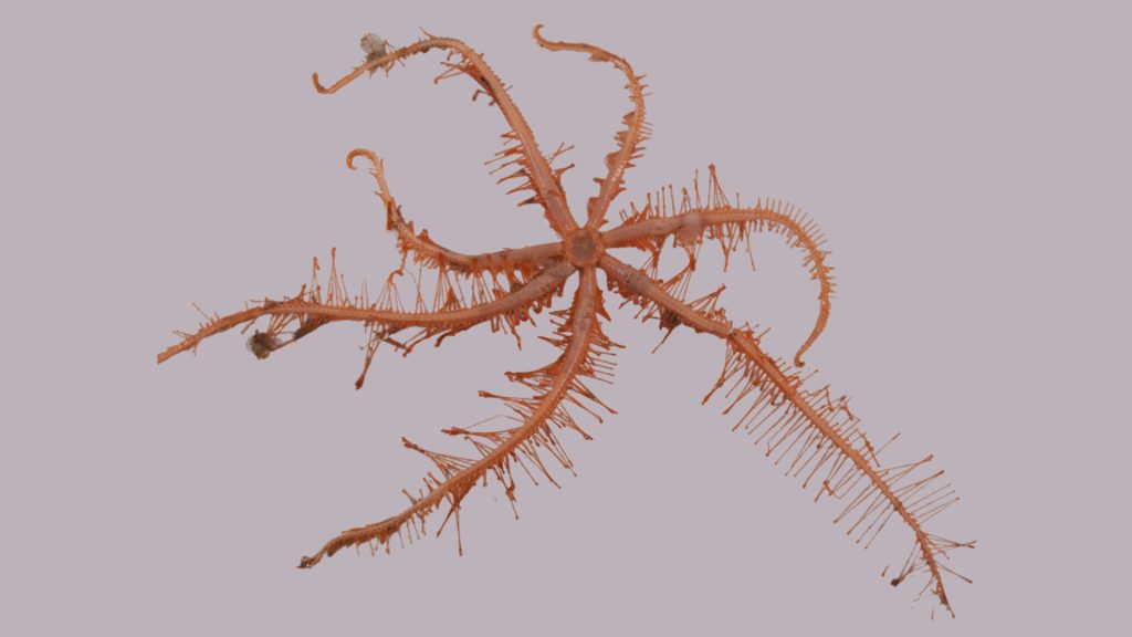 Astrolirus patricki seven-armed deep-sea starfish from Pacific seamounts