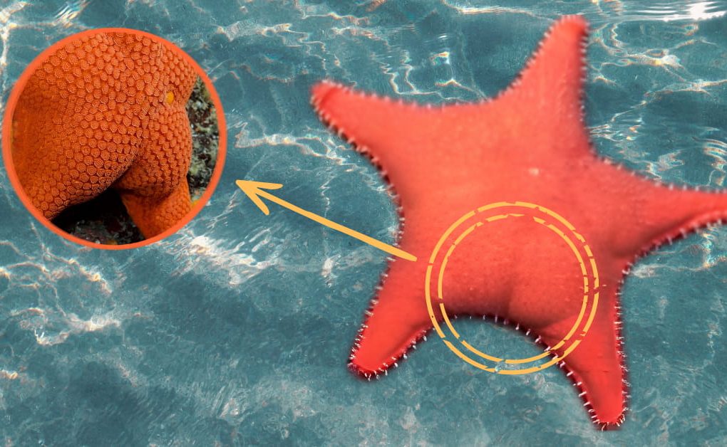 Big-butt starfish or Estrella Culona filmed during a deep-sea expedition off Argentina
