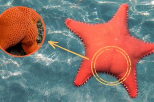 Big-butt starfish or Estrella Culona filmed during a deep-sea expedition off Argentina