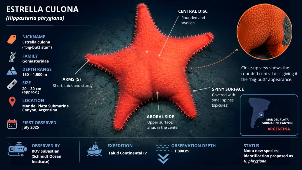 Educational infographic showing the Estrella Culona sea star and its proposed identification as Hippasteria phrygiana