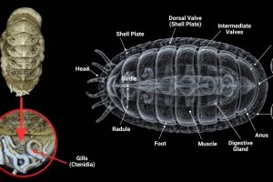 Ferreiraella populi specimen photo and labeled anatomy diagram showing shell plates, radula, and tail-valve worms