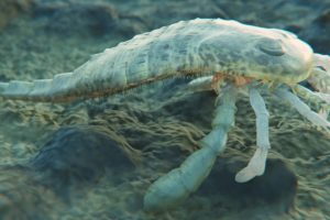 Giant sea scorpion swimming across the seafloor in an underwater reconstruction