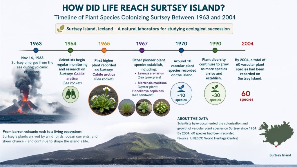 How Did Life Reach Surtsey Island? Plant Colonization Timeline How Did Life Reach Surtsey Island? Timeline of plant colonization from 1963 to 2004