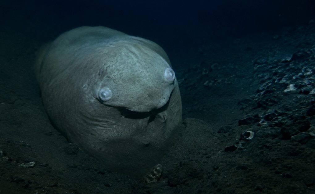 Artist's impression of the unidentified Sagami Bay creature based on the appearance of the object recorded during a 2010 deep-sea survey.
