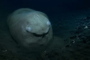 Artist's impression of the unidentified Sagami Bay creature based on the appearance of the object recorded during a 2010 deep-sea survey.