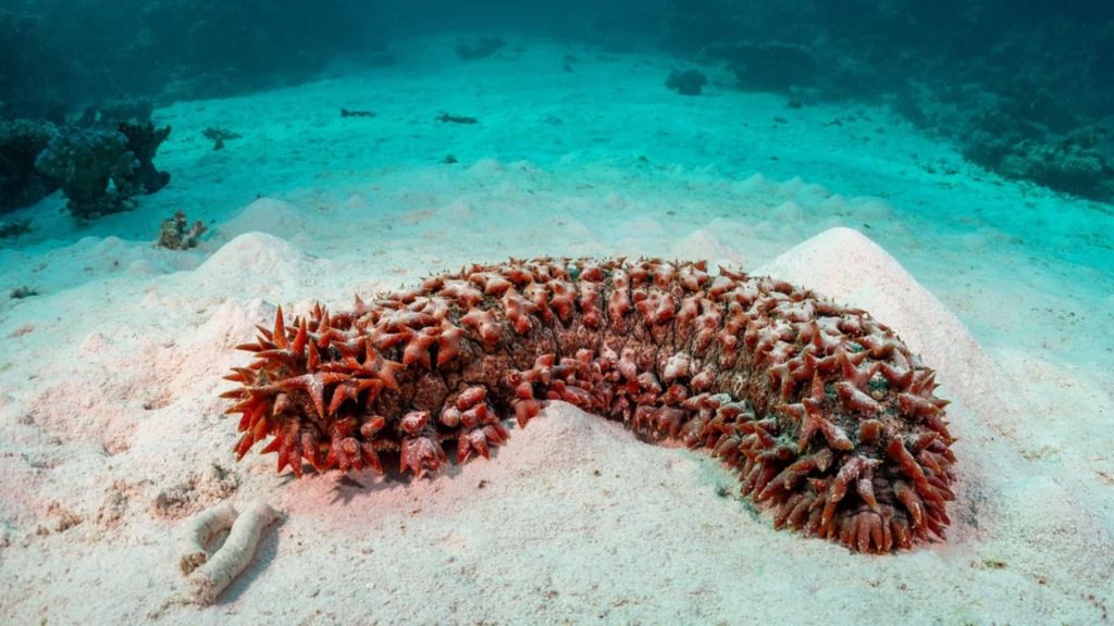 Thelenota ananas prickly red sea cucumber on the seafloor