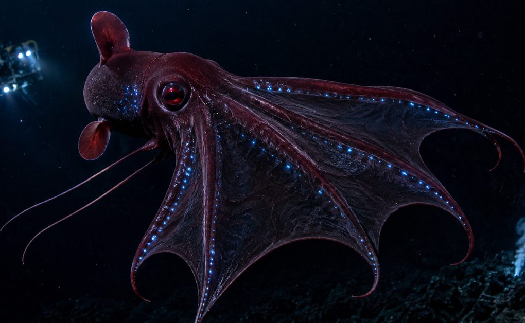 Vampire squid facts illustration showing Vampyroteuthis infernalis glowing with bioluminescence in its natural deep-sea oxygen minimum zone habitat.