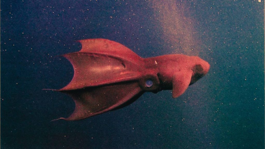 Real photograph of a vampire squid (Vampyroteuthis infernalis) swimming in its natural deep-sea habitat within the ocean's oxygen minimum zone.