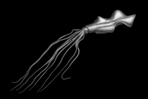 Bigfin squid (Magnapinna) with extremely long thread-like filaments